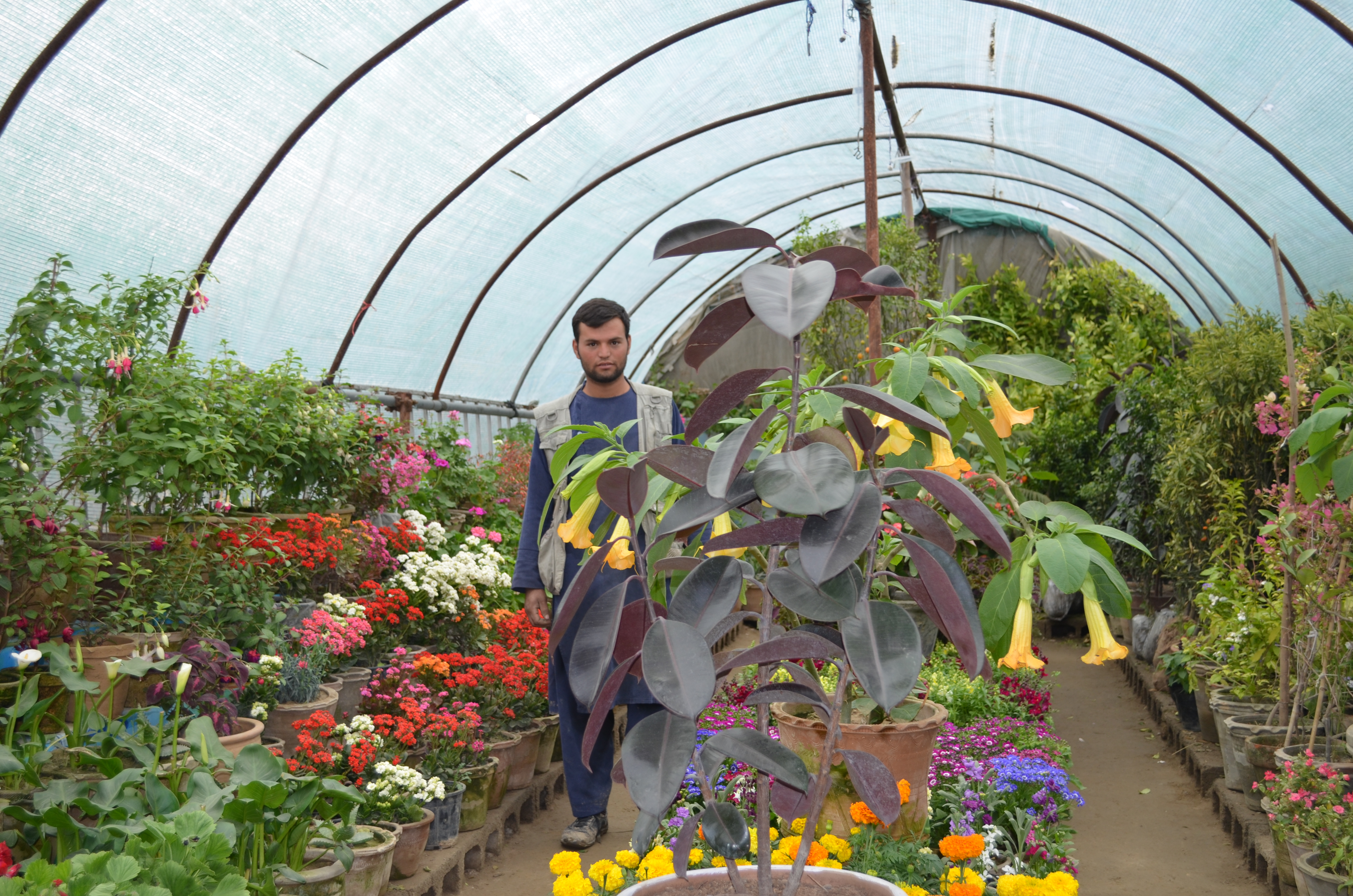 Nurullah, a farmer selling spring flowers ahead of Nawruz in Kabul. Photo: Obaid Ali 2018