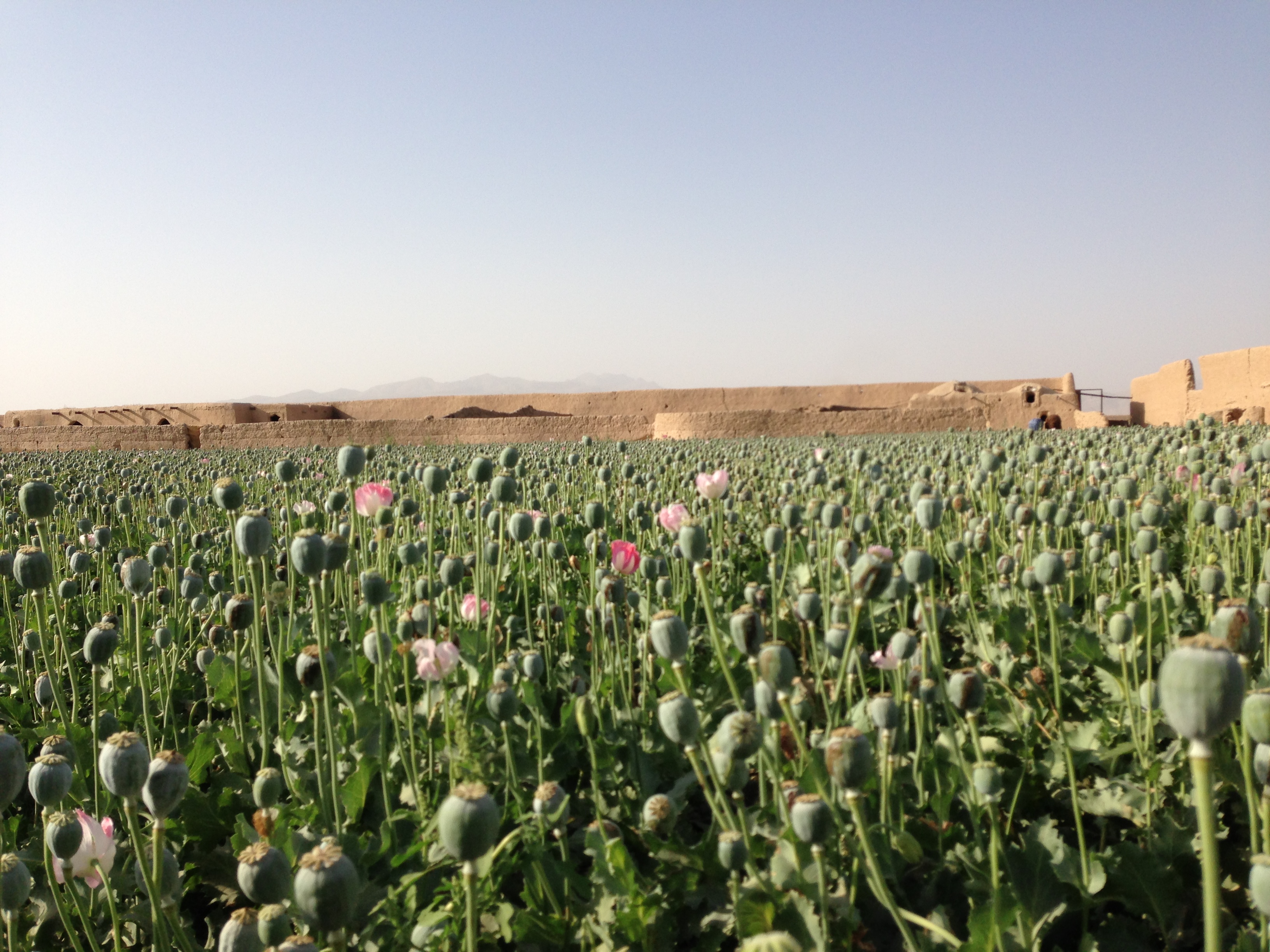 Poppy field in Helmand. Photo: AAN Staff