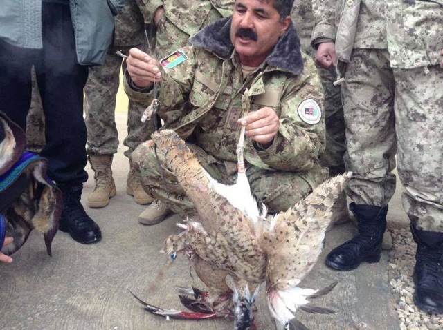The unfortunate, and unexploded, houbara, mistaken for a 'Taleban operative'. Photo: Khaama Press