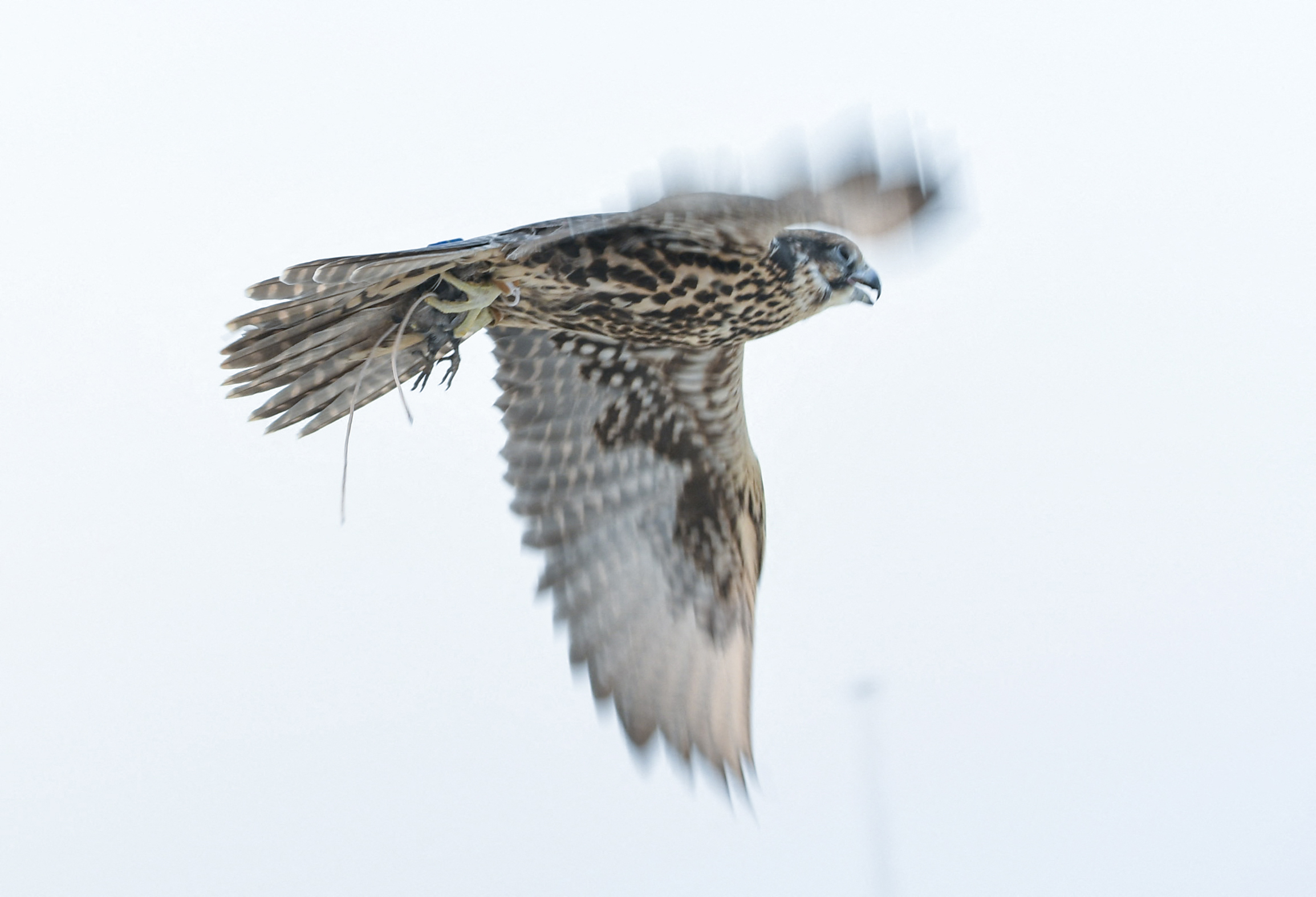 Of Hunters and Hunted (2): Falconry, bird smuggling and wildlife