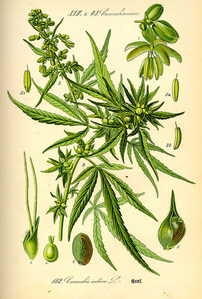 800px-Illustration_Cannabis_sativa0-691x